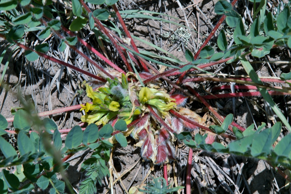 Image of Astragalus merkensis specimen.