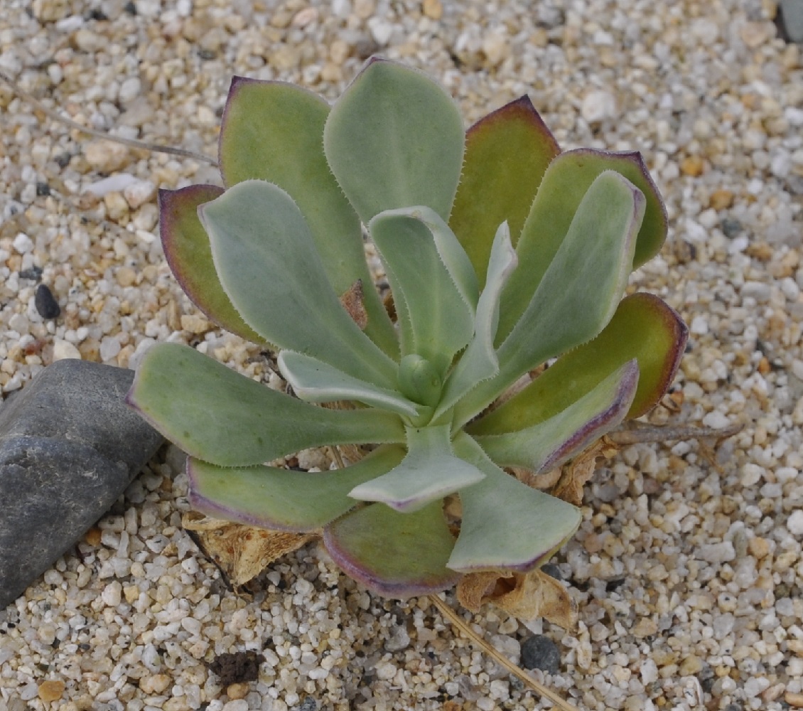 Image of Oberna fabaria specimen.