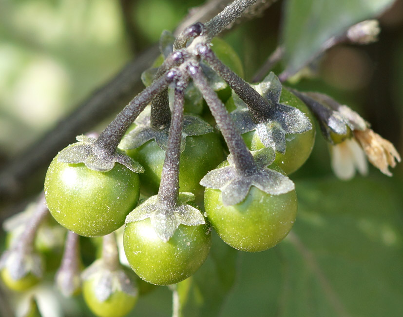 Image of Solanum nigrum specimen.