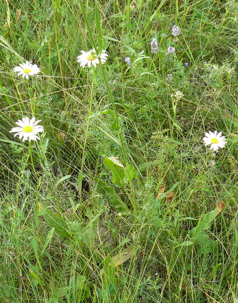 Image of Leucanthemum ircutianum specimen.