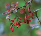 Berberis форма atropurpurea