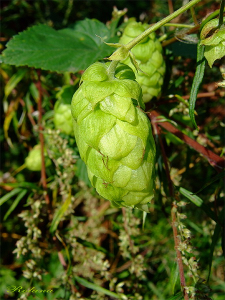 Image of Humulus lupulus specimen.