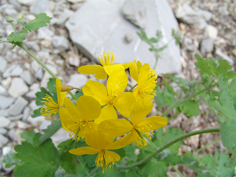 Image of Chelidonium majus specimen.