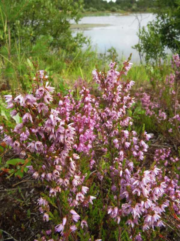 Image of Calluna vulgaris specimen.