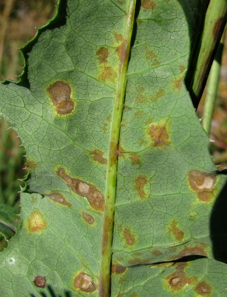 Изображение особи Sonchus arvensis.