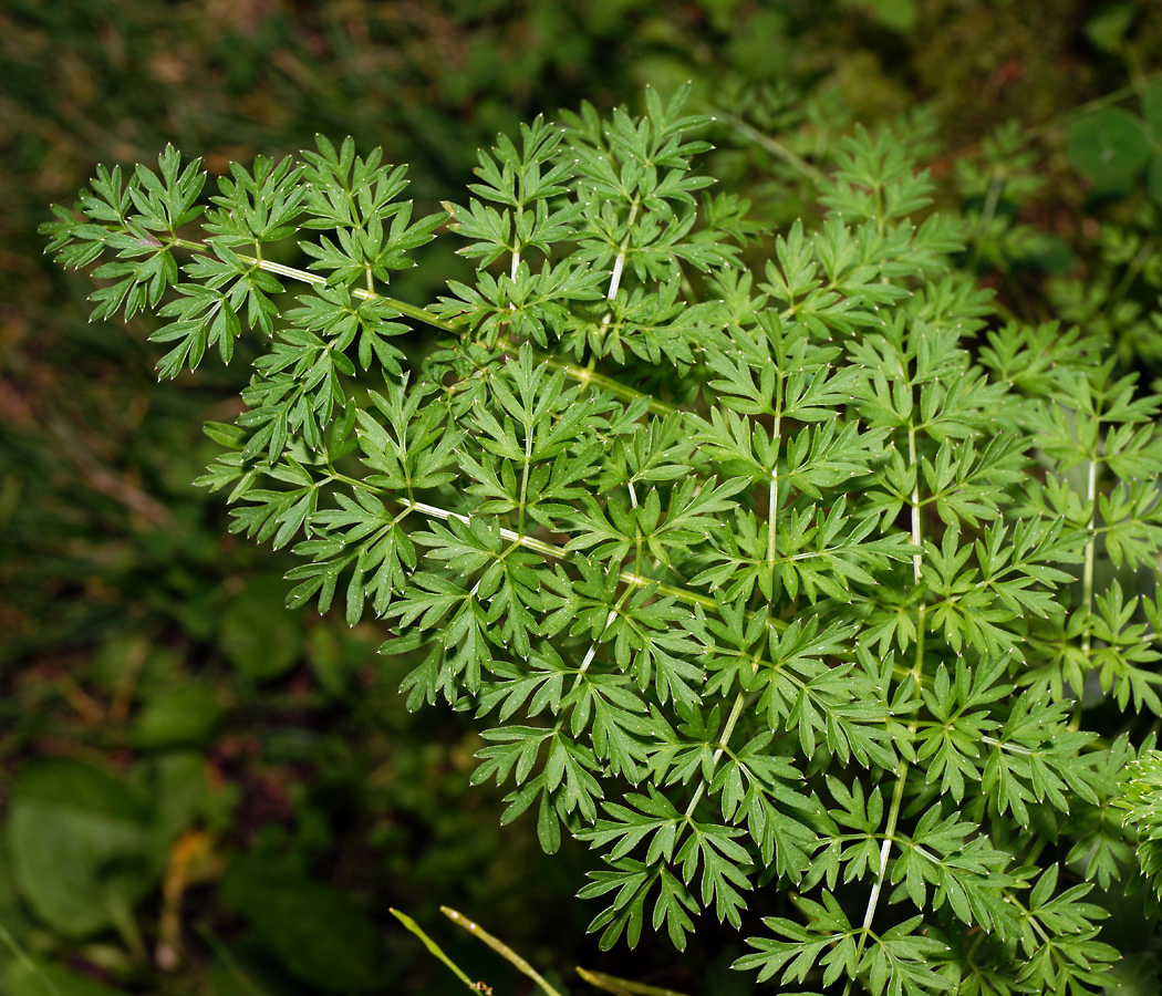 Image of Selinum carvifolia specimen.