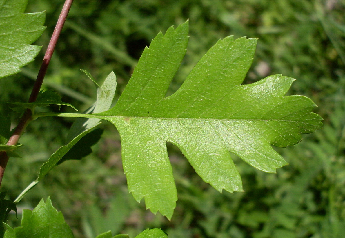 Image of Crataegus monogyna specimen.