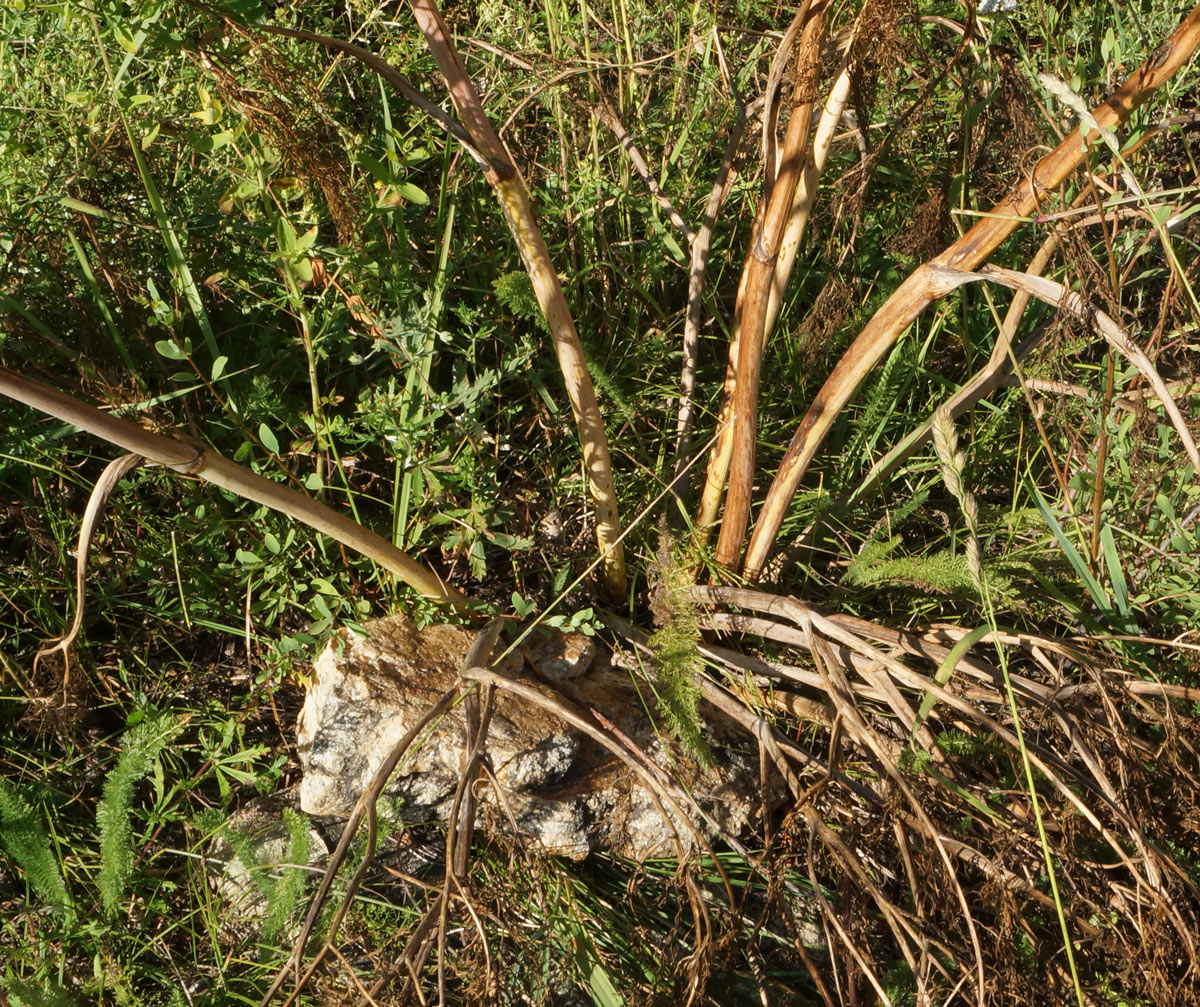 Image of Ferula songarica specimen.