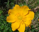 Trollius sibiricus