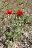 Papaver pavoninum. Цветущее растение. Южный Казахстан, Сырдарьинский Каратау, р-н перевала Куюк. 10.05.2015.