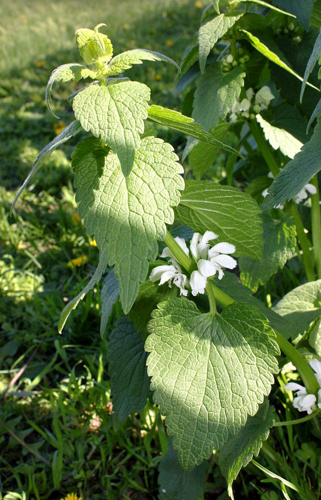 Image of Lamium album specimen.