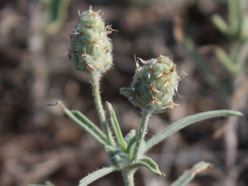 Image of Plantago arenaria specimen.