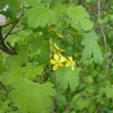 Ribes aureum