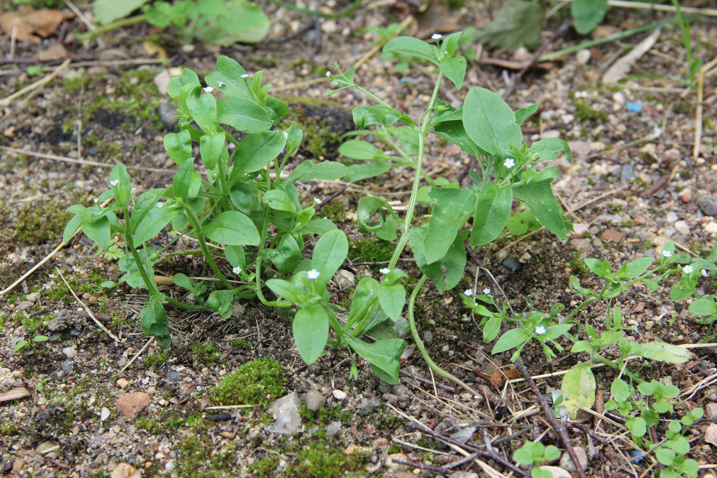 Изображение особи Myosotis sparsiflora.