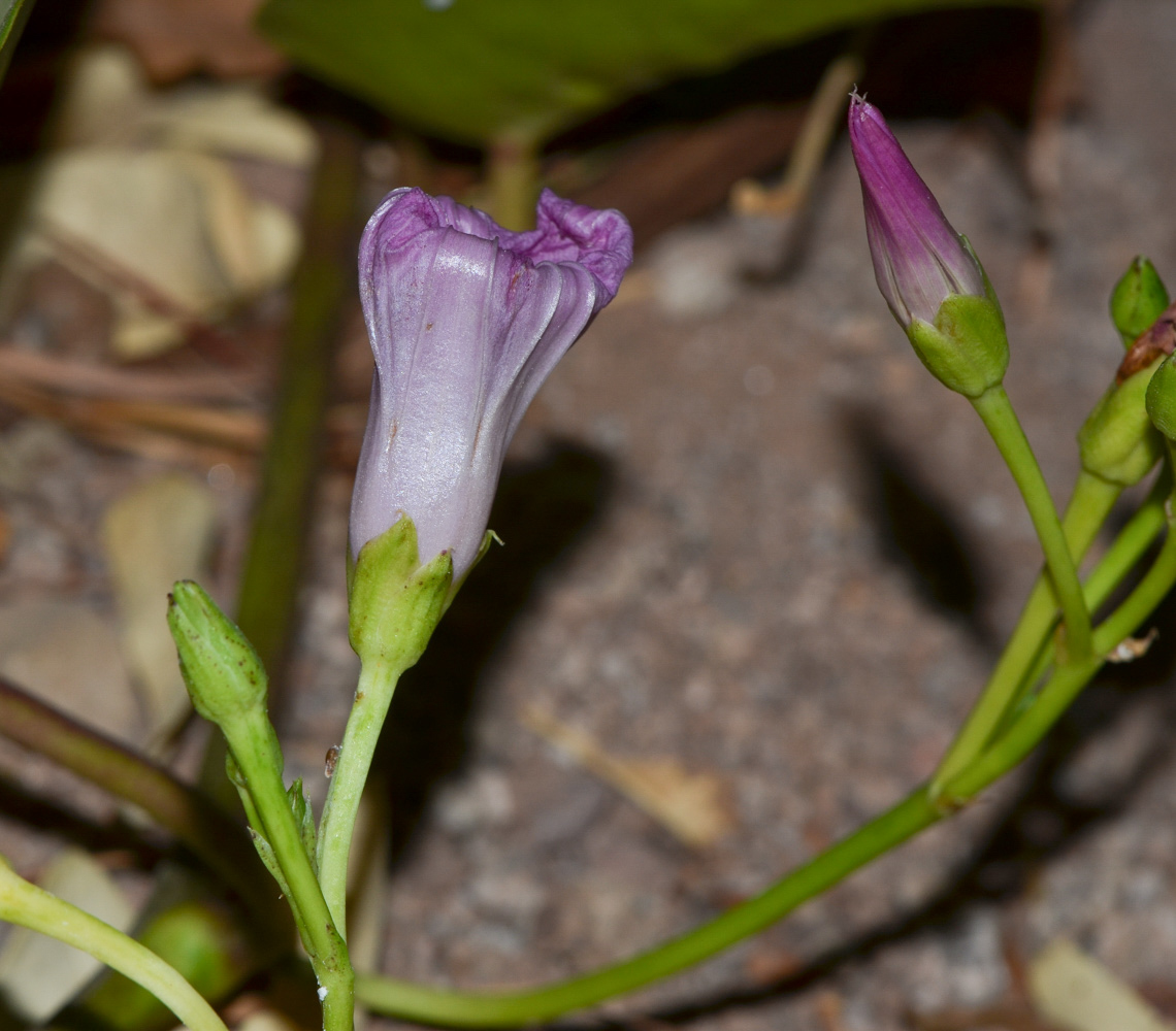 Image of Ipomoea pes-caprae specimen.