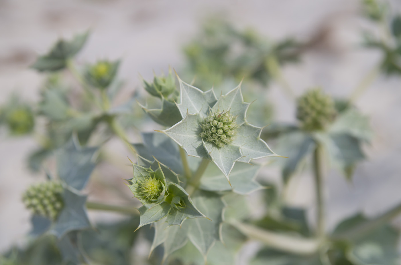 Изображение особи Eryngium maritimum.