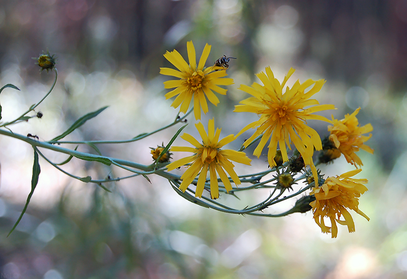 Изображение особи Hieracium umbellatum.