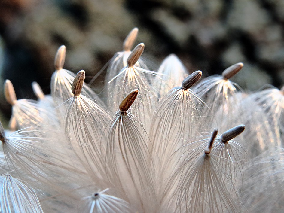 Image of Carduus acanthoides specimen.