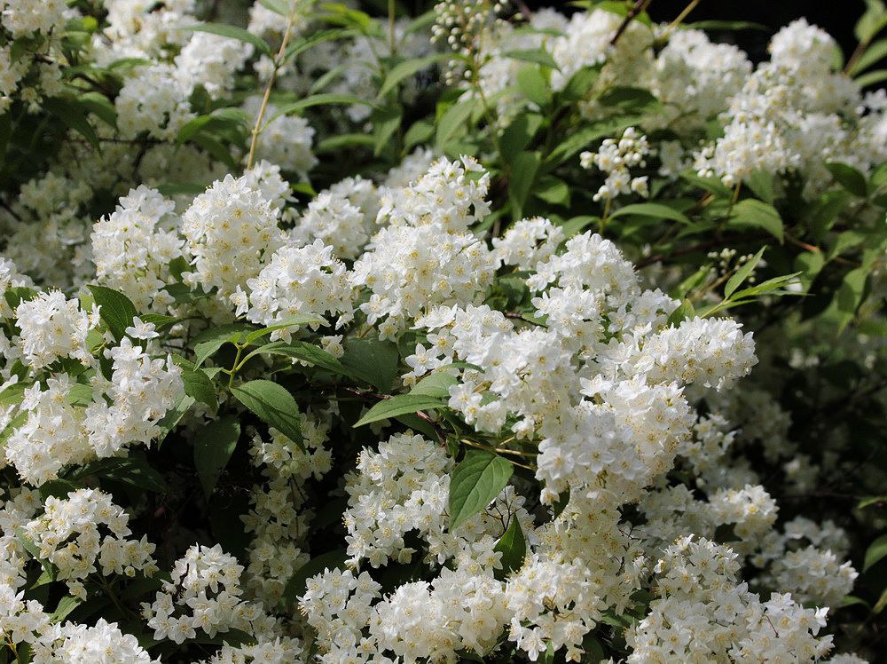 Image of genus Deutzia specimen.