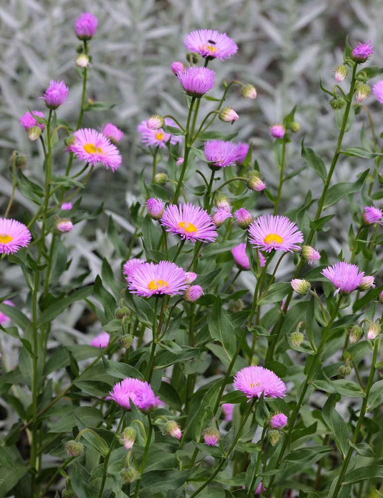 Изображение особи Erigeron speciosus.