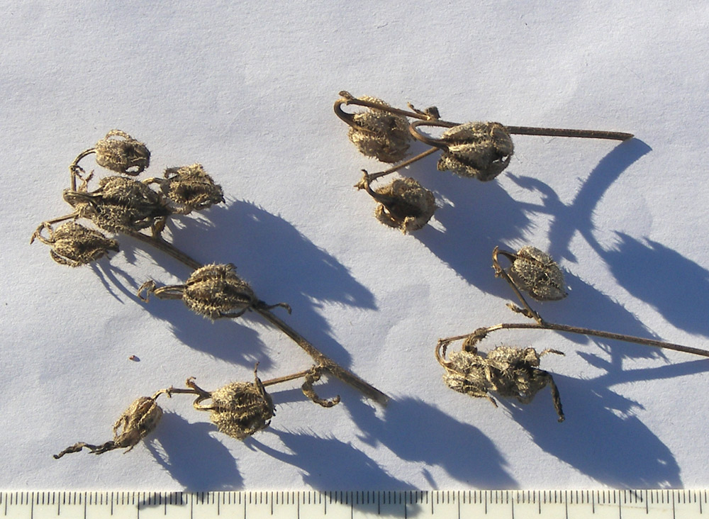 Image of Campanula komarovii specimen.