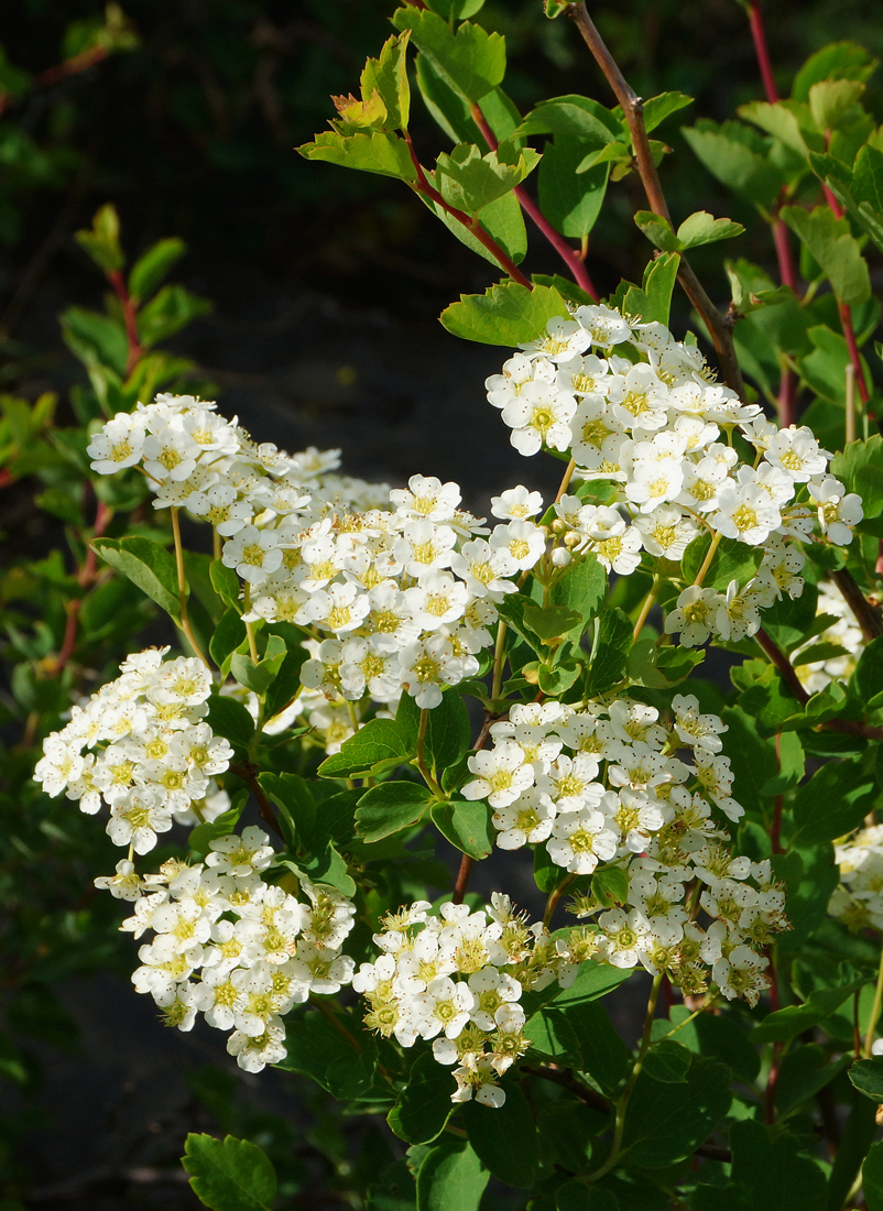 Image of Spiraea trilobata specimen.