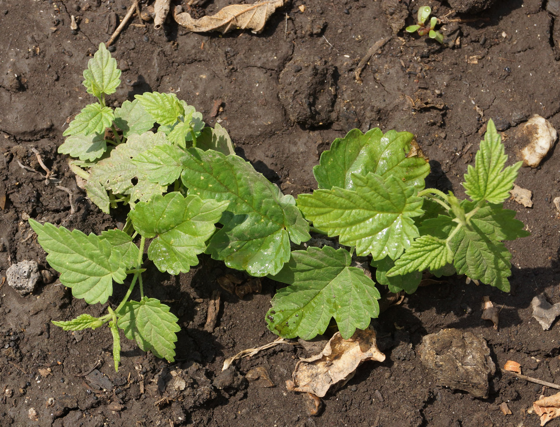 Изображение особи Humulus lupulus.