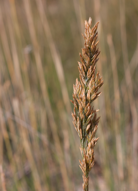 Image of Poa tianschanica specimen.