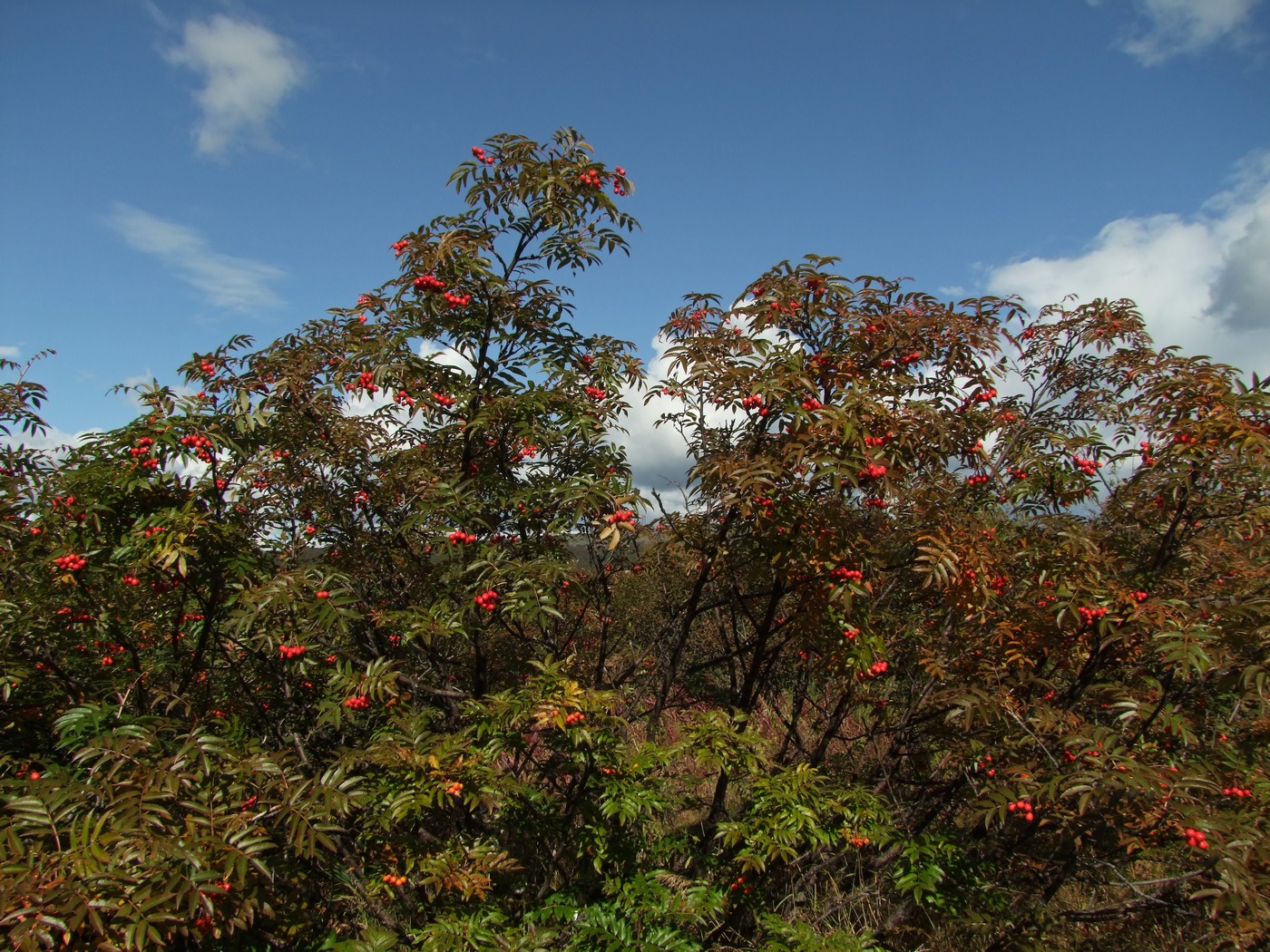 Изображение особи Sorbus sambucifolia.