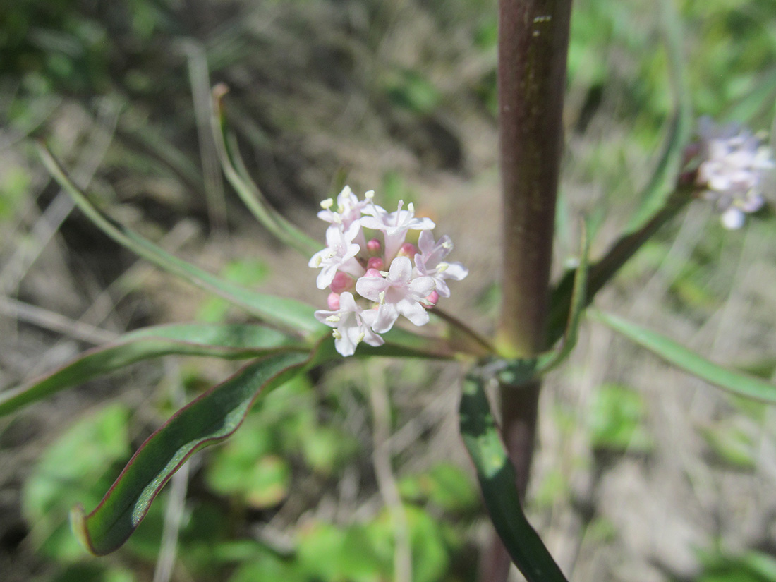 Изображение особи Valeriana tuberosa.