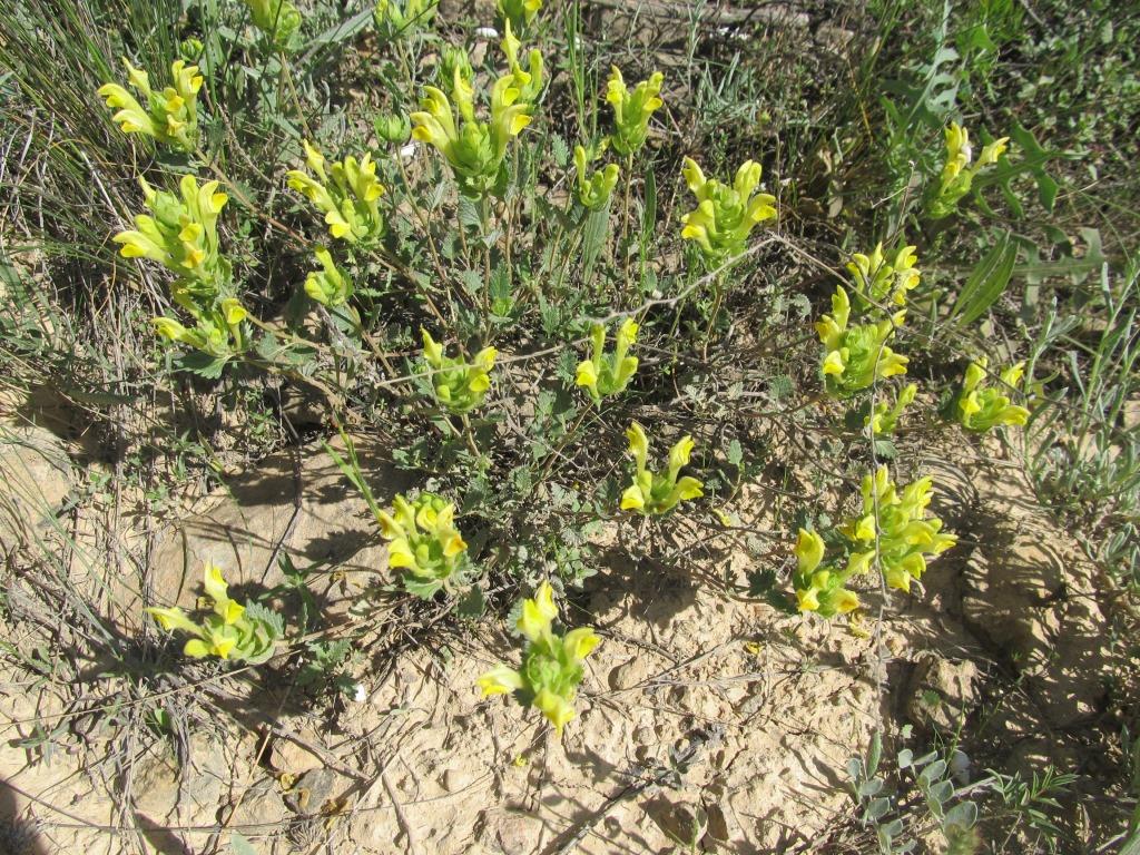 Image of genus Scutellaria specimen.