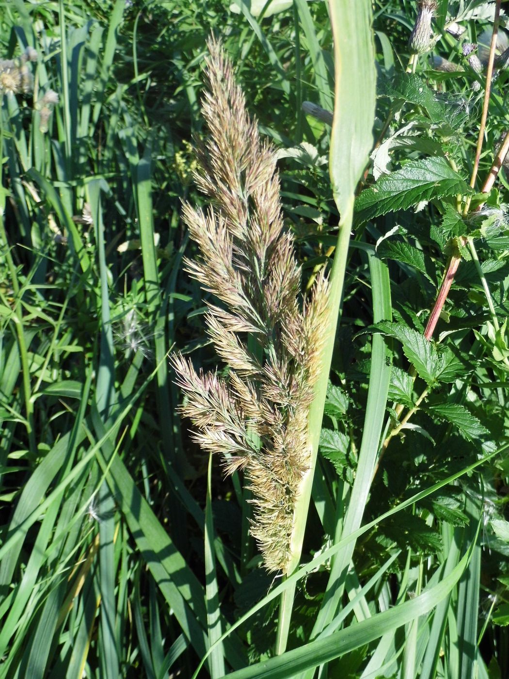 Image of Calamagrostis epigeios specimen.