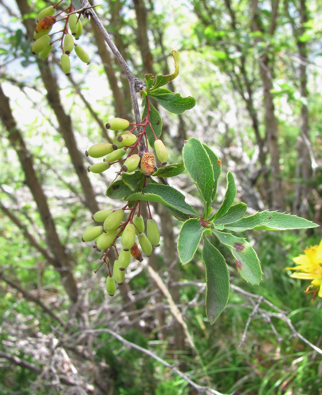 Image of Berberis vulgaris specimen.