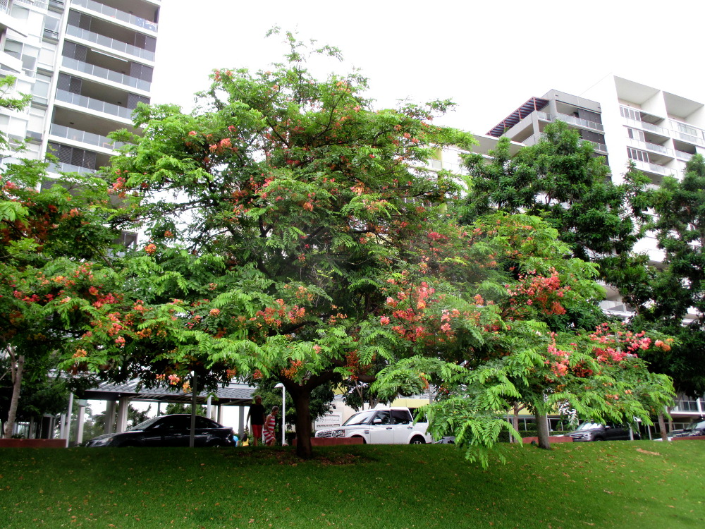 Image of Cassia javanica specimen.