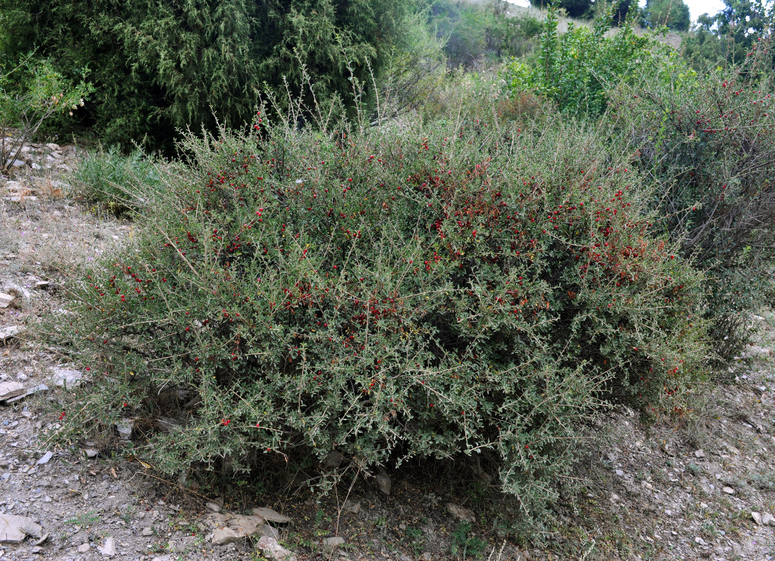 Image of Cerasus tianshanica specimen.