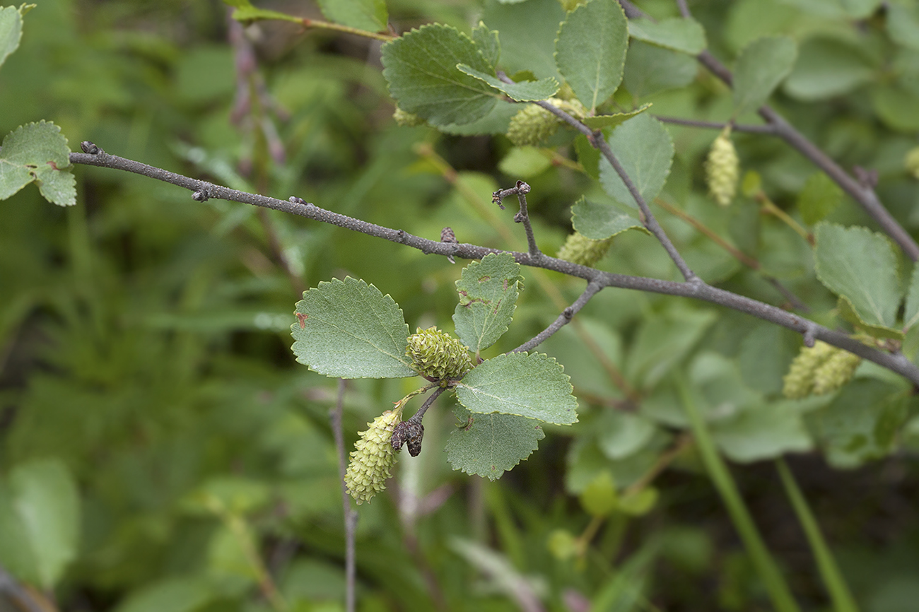 Image of Betula divaricata specimen.