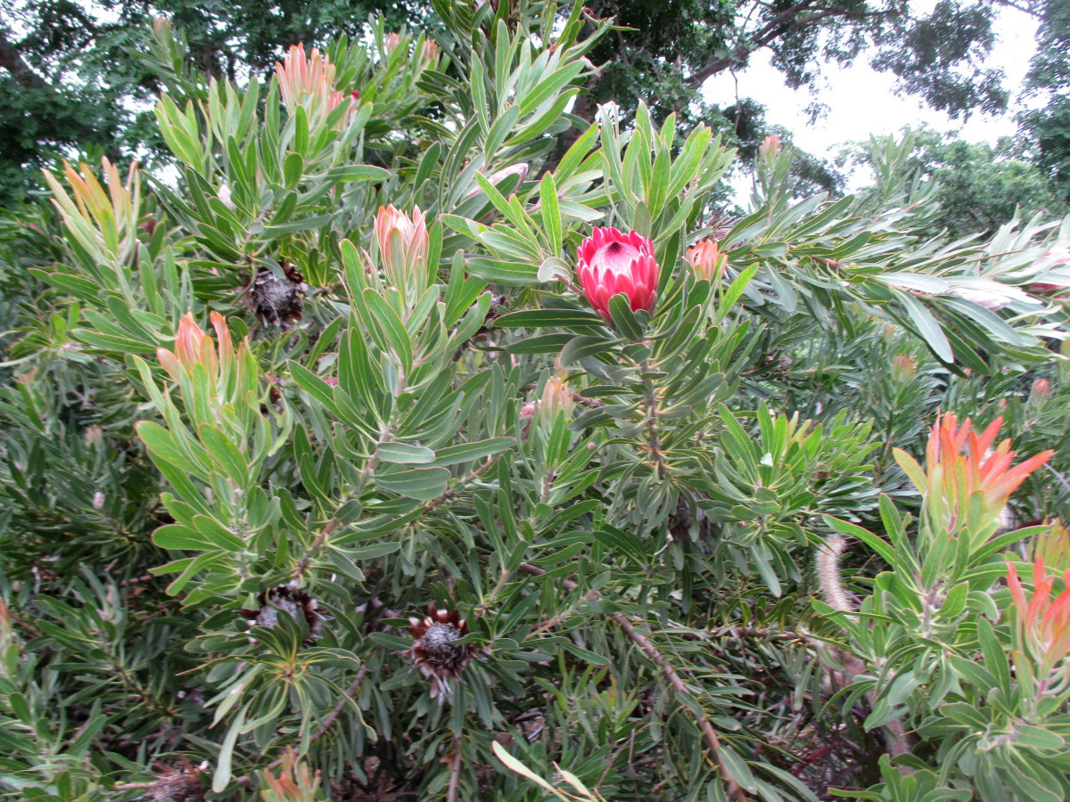 Image of Protea cynaroides specimen.