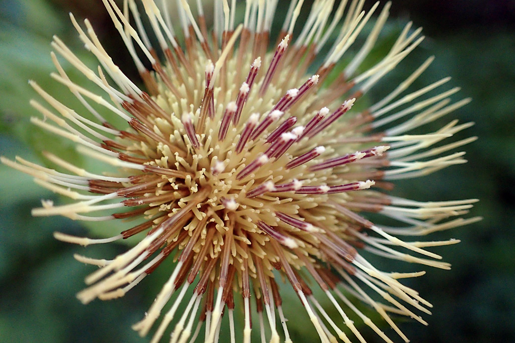 Изображение особи Cirsium oleraceum.