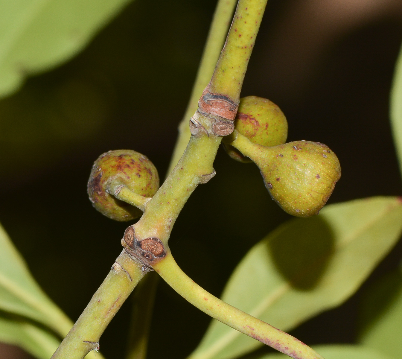 Image of Lophostemon confertus specimen.