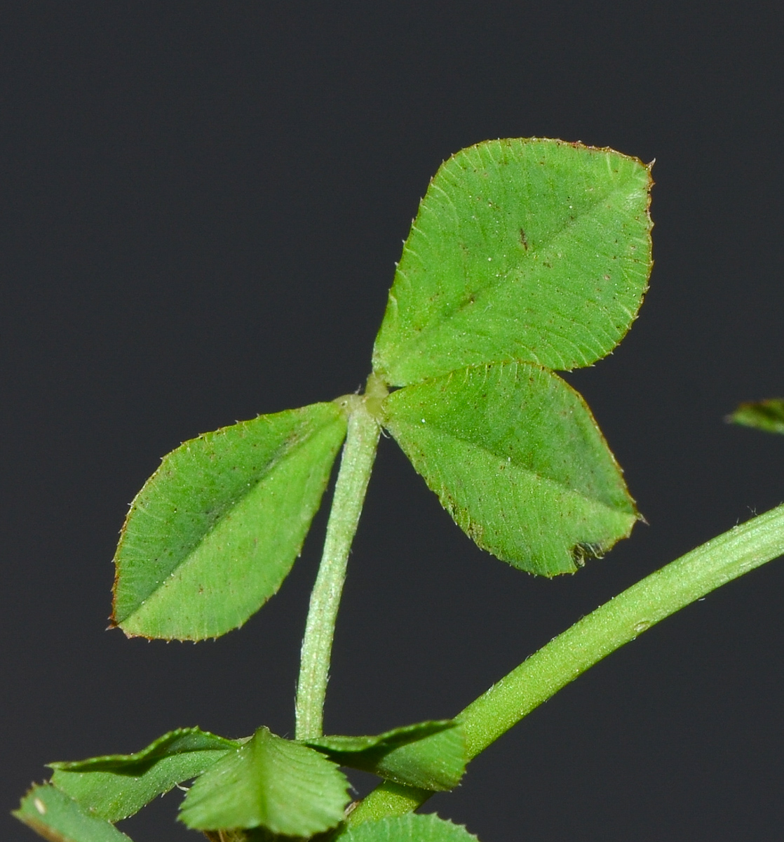 Image of Trifolium argutum specimen.