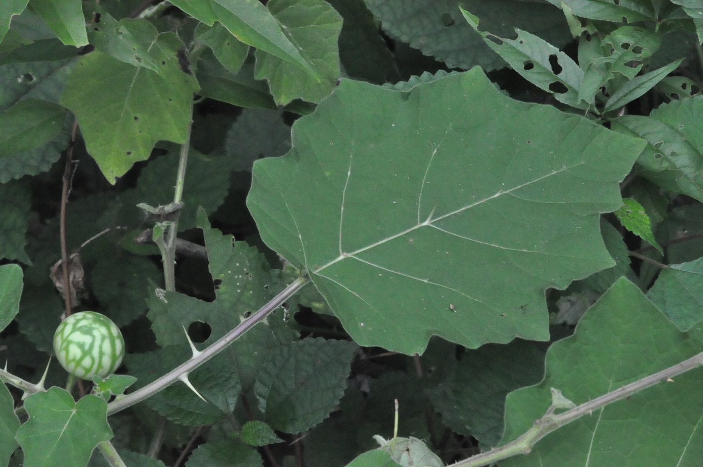 Image of genus Solanum specimen.