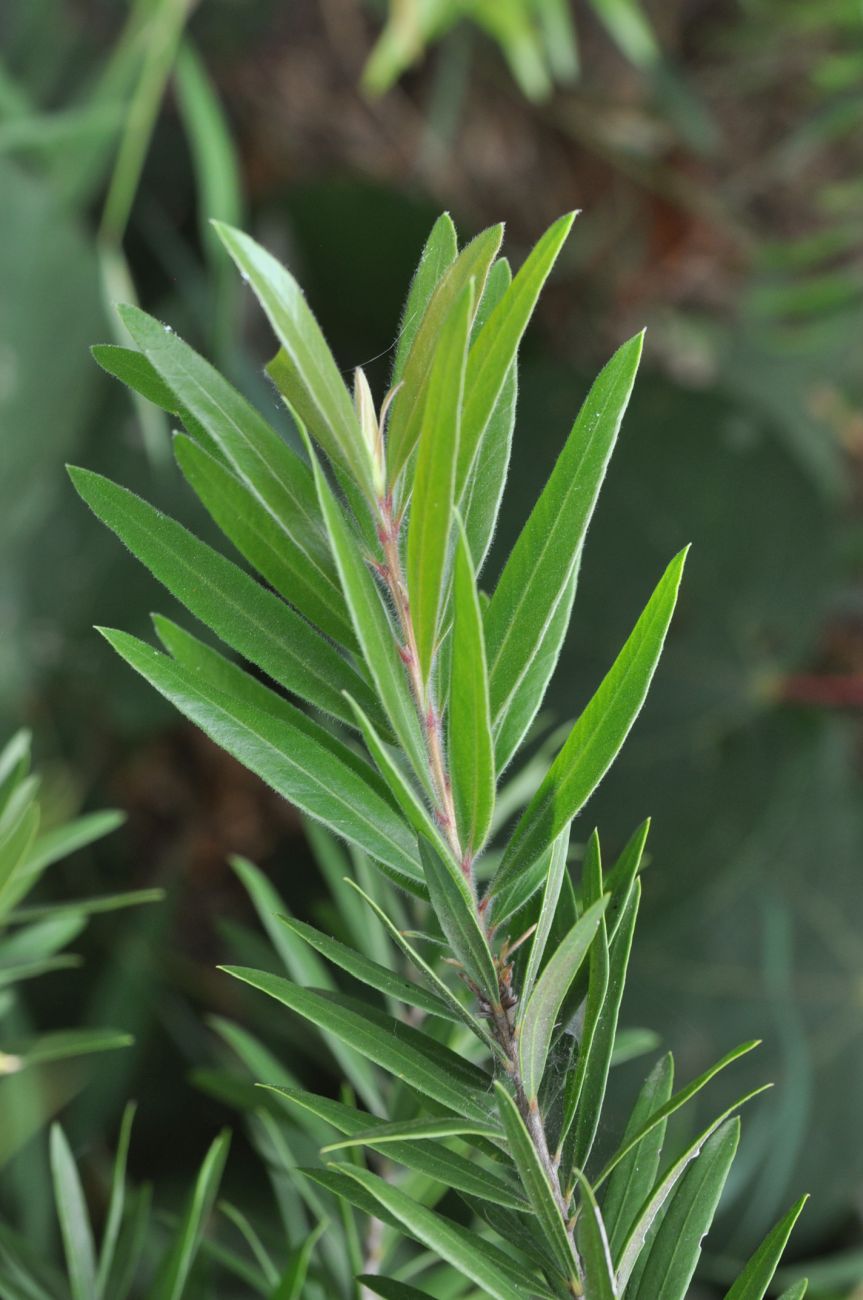 Изображение особи род Callistemon.