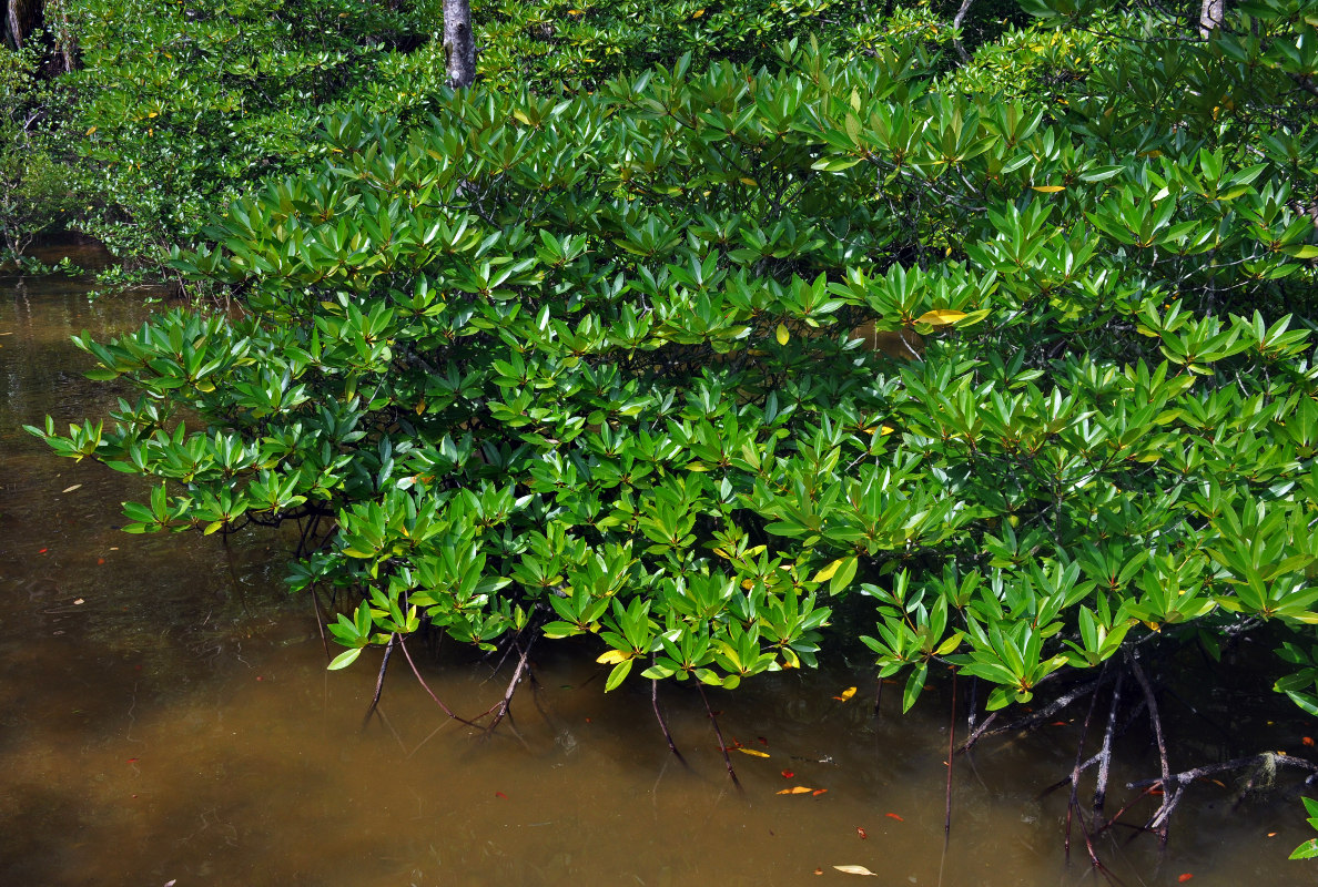 Image of Rhizophora apiculata specimen.