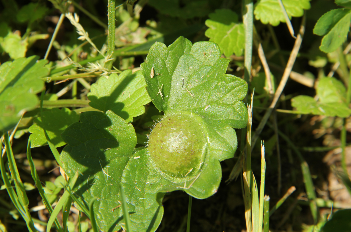 Image of Glechoma hederacea specimen.