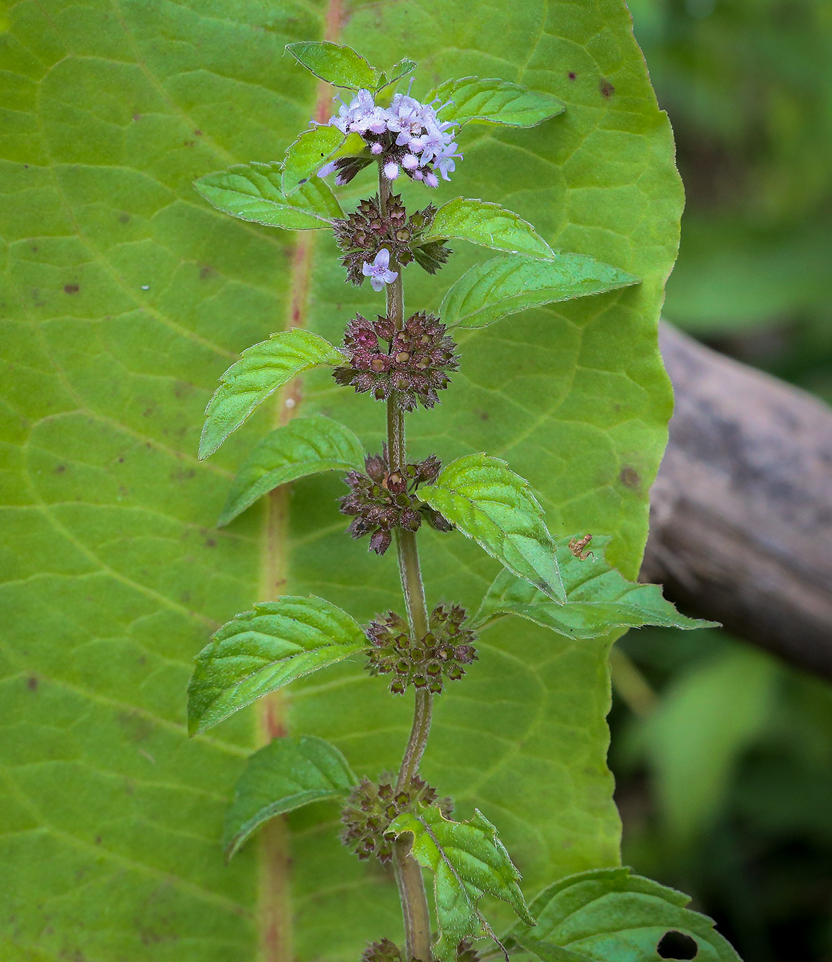 Image of Mentha arvensis specimen.