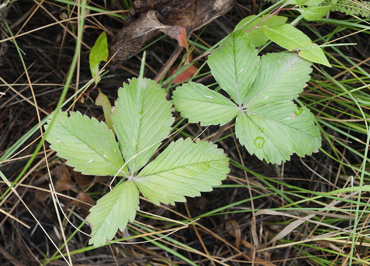 Изображение особи Fragaria viridis.