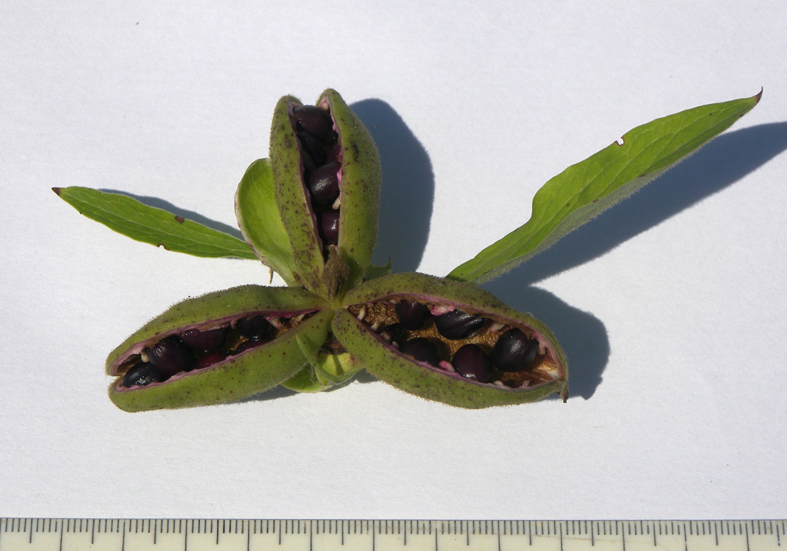 Image of Paeonia arietina specimen.