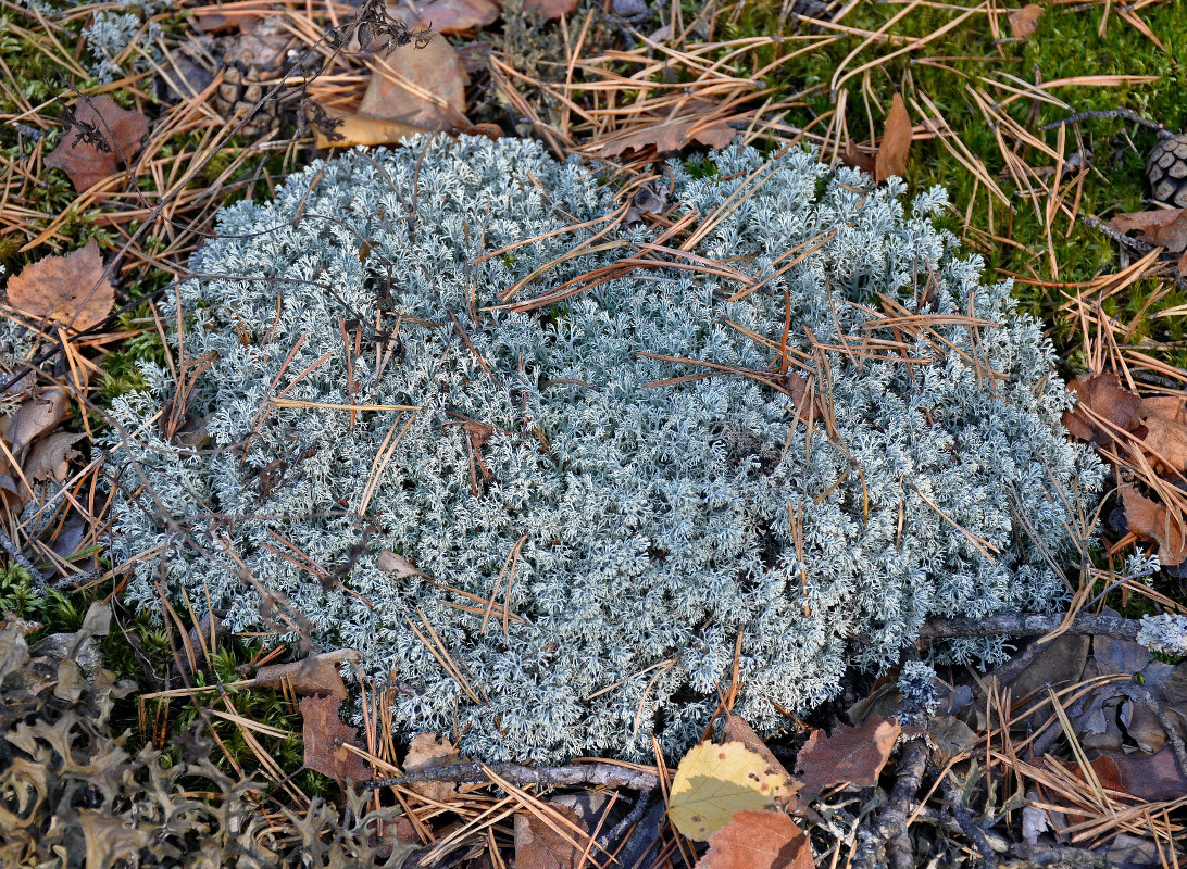 Изображение особи Cladonia rangiferina.