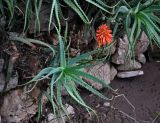 Aloe arborescens. Цветущее растение. Турция, Адрасан, в культуре. 03.01.2019.
