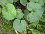 Caltha palustris